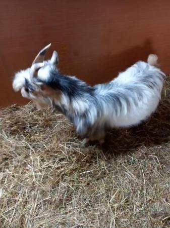 Image 5 of Male African pygmy goat for sale