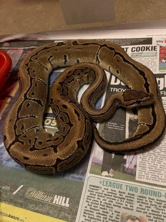 Image 3 of Pinstripe ball python for sale