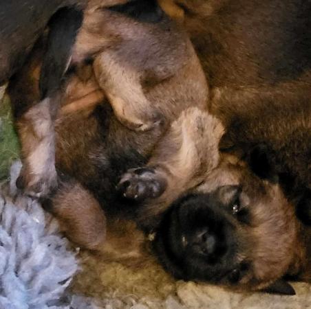 Image 3 of REDUCED KC registered Border Terrier Puppies