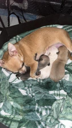 Image 3 of Chihuahua puppies ready to go