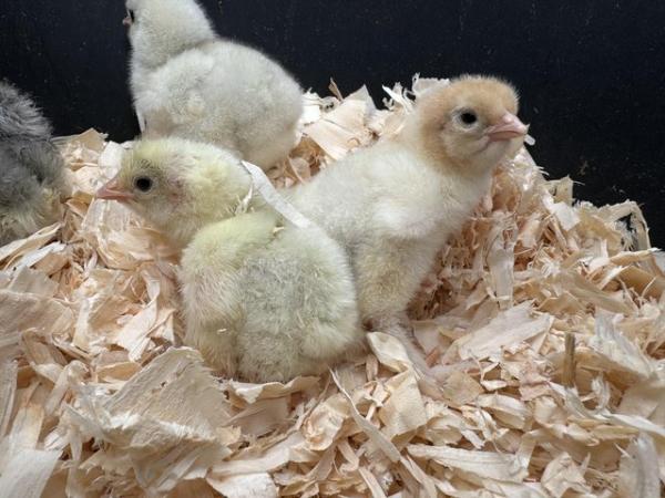 Image 3 of Day old Brahma chicks unsexed other ages available