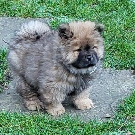 Image 5 of Ready now Kc Chowchow Puppies