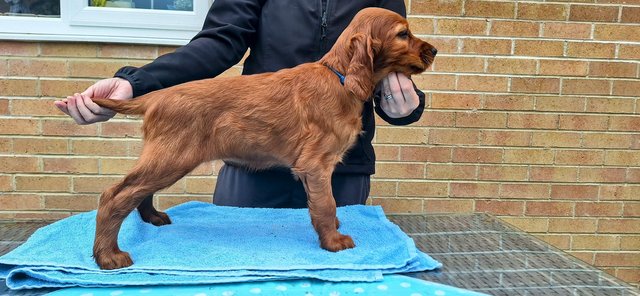 Image 7 of Top quality KC registered Irish Setters - 1 boy and 1 girl l