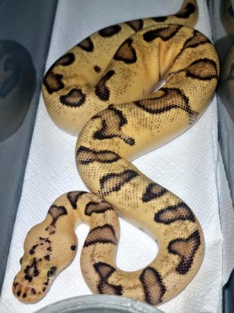 Image 4 of Enchi Pastel Clown Ball Python For Sale