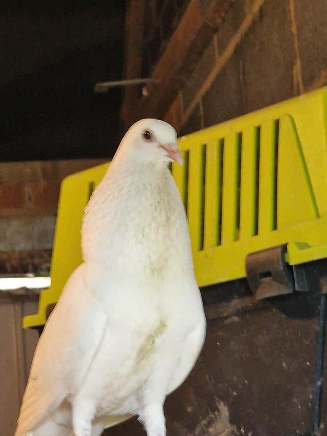 Preview of the first image of Beautiful white doves. Lovely birds .Good breeding pair.