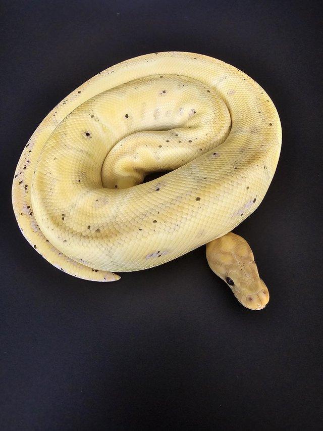 Preview of the first image of Various Royal Pythons for sale.