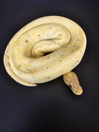 Image 1 of Various Royal Pythons for sale