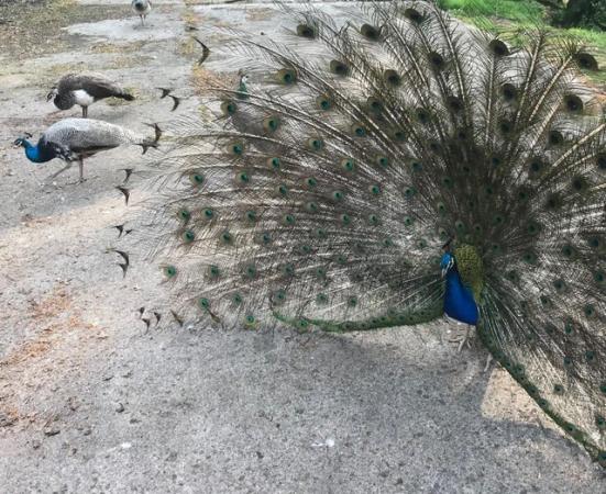 Image 3 of Peacocks Peahens Peafowl for sale. Peacock Peanen 1yr old