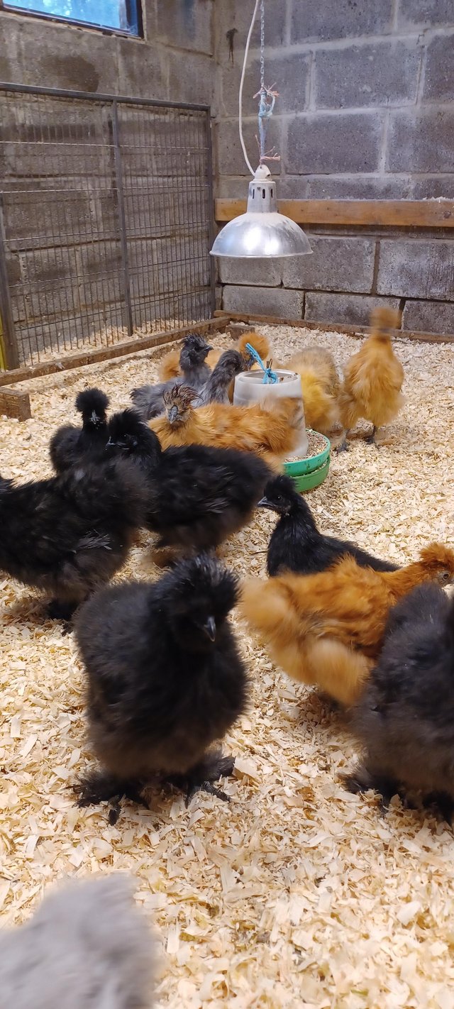 Preview of the first image of 11 week old silkies - pullets and cocks available.