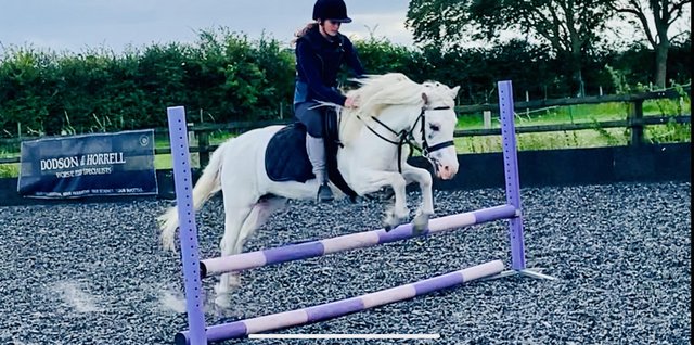 Preview of the first image of 12.2, 9yrs Welsh x, PC/ allrounder.