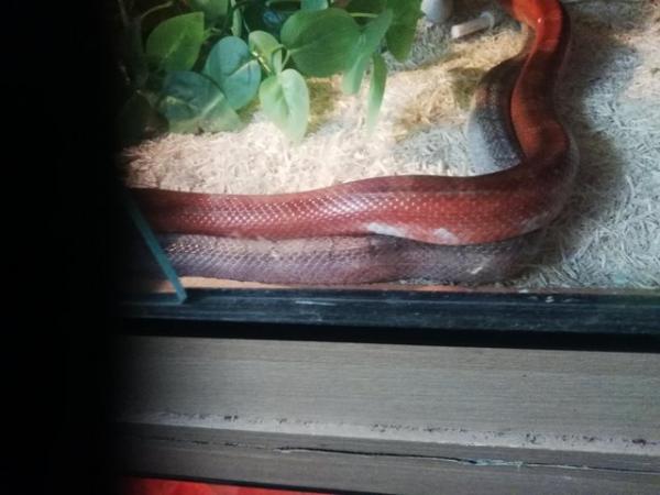 Image 6 of Pied bloodredcorn snake for sale