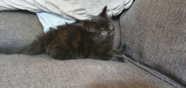 Image 7 of 7 kittens, why don't people want black cats?