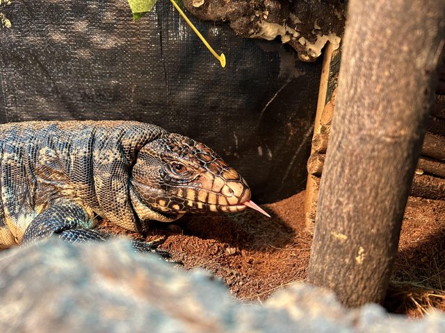 Preview of the first image of Black & white Argentinian tegu.