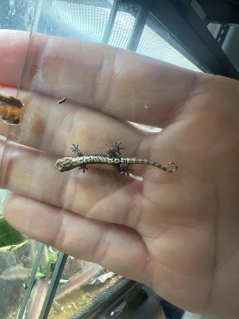 Image 5 of Multiple Young Mourning Geckos for sale