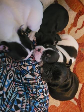 Image 3 of Ready to leave Lovely chunky french bull dogs puppies