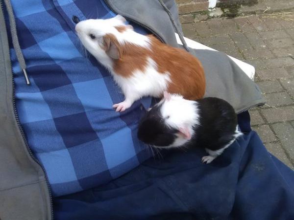 Image 4 of 2 Baby boy Guinea Pigs Bonded Litter Brothers 8 weeks old