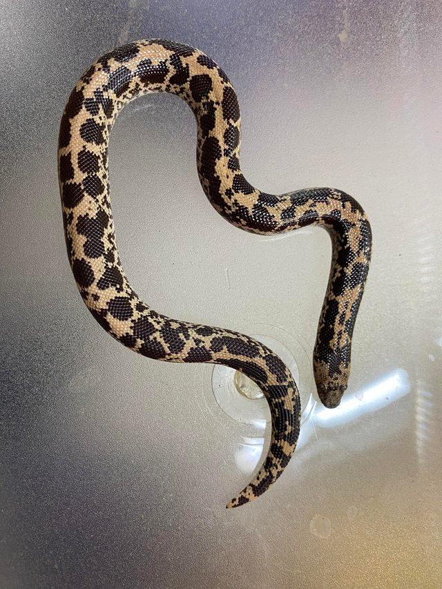 Preview of the first image of Baby Het albino Kenyan sand boa £69 Each.