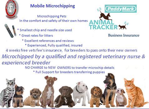 Preview of the first image of Cocker spaniel and all breeders microchipping.