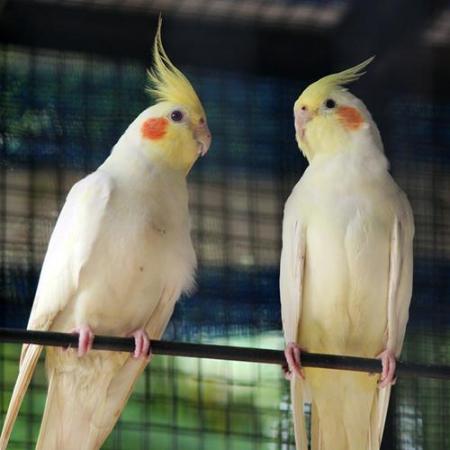 Image 5 of Cockatiels For Sale Albino And Lutino