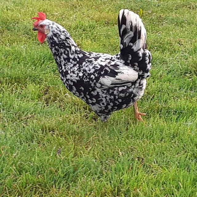 Preview of the first image of Rare breed Exchequer leghorn cockerel.