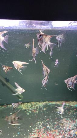Image 3 of Young Marble angel fish, very healthy feeding well