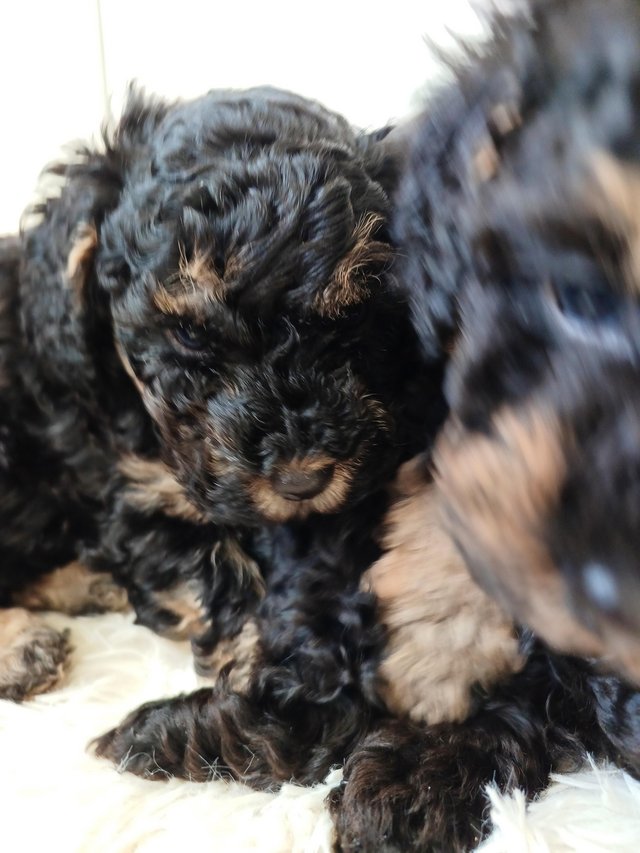 Preview of the first image of Toy Poodle Puppies for Sale.