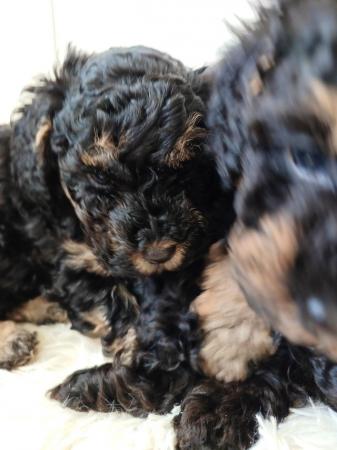 Image 1 of Toy Poodle Puppies for Sale