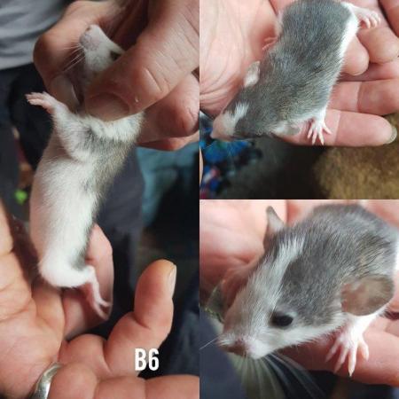 Image 7 of Rex smooth coat top eared dumbo baby rats