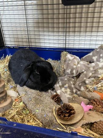 Image 1 of 1 female (tan) and 1 male (black) rabbit