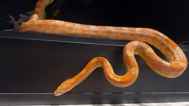 Preview of the first image of Pantherophis guttatus Corn snake.