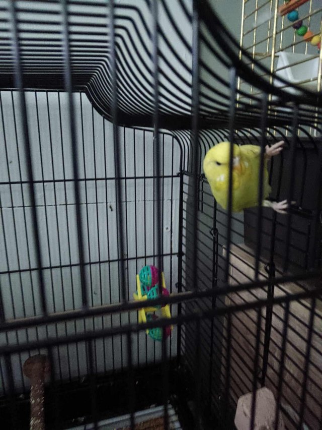 Preview of the first image of Budgies for sale 1 baby and breeding pair.