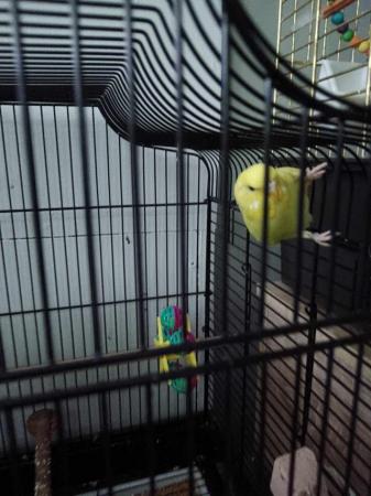 Image 1 of Budgies for sale 1 baby and breeding pair