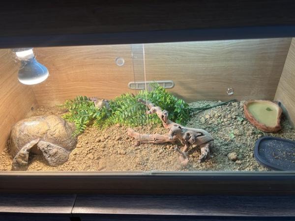 Image 3 of 6 month old bearded dragon