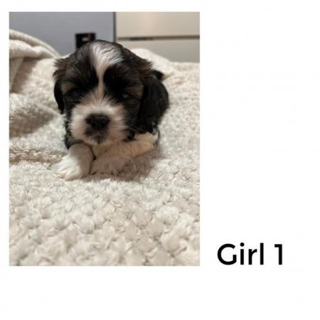 Image 8 of 4 Beautiful Shorkie Puppies for sale - Shih Tzu Cross