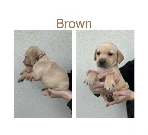 Image 12 of Labrador Puppies For Sale(Mobile correct now,was wrong)