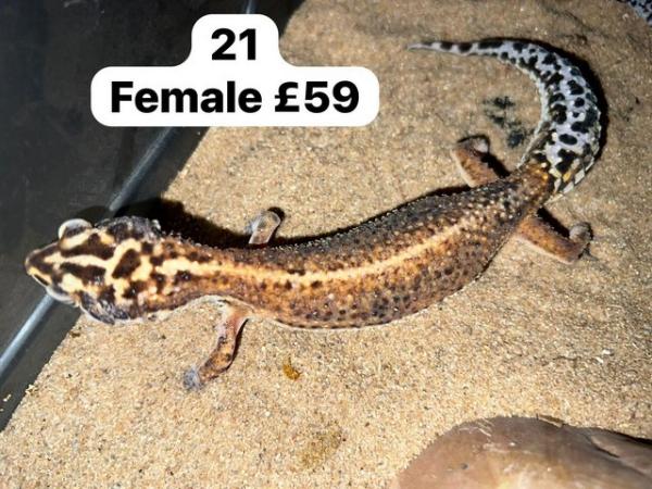Image 6 of Reduced - leopard geckos for sale