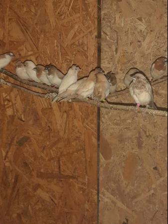 Image 8 of Beautiful 2023 hatched Bengalese finches