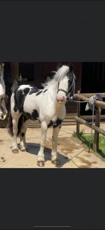Image 3 of Beautiful pony for sale