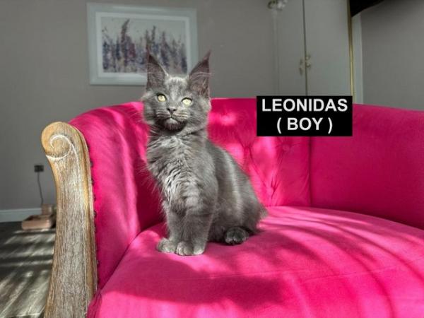 Image 19 of MAINECOON KITTENS - SUPREME CHAMPION BLOODLINE