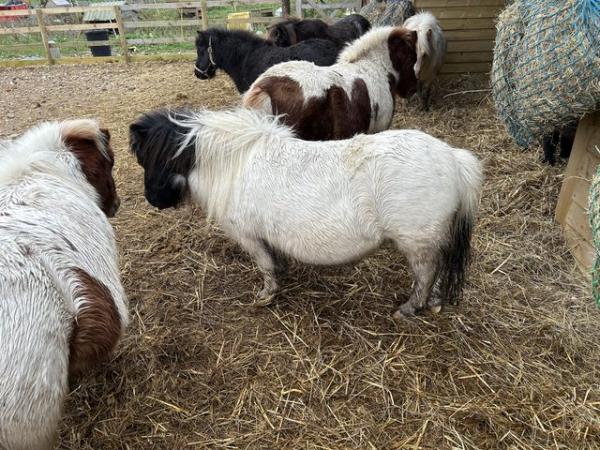 Image 2 of Miniature Shetland mare and their fillies