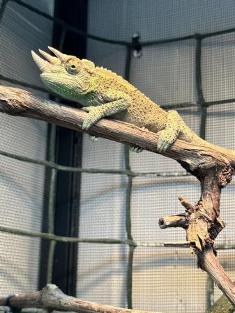 Image 1 of Young Male Jackson chameleon