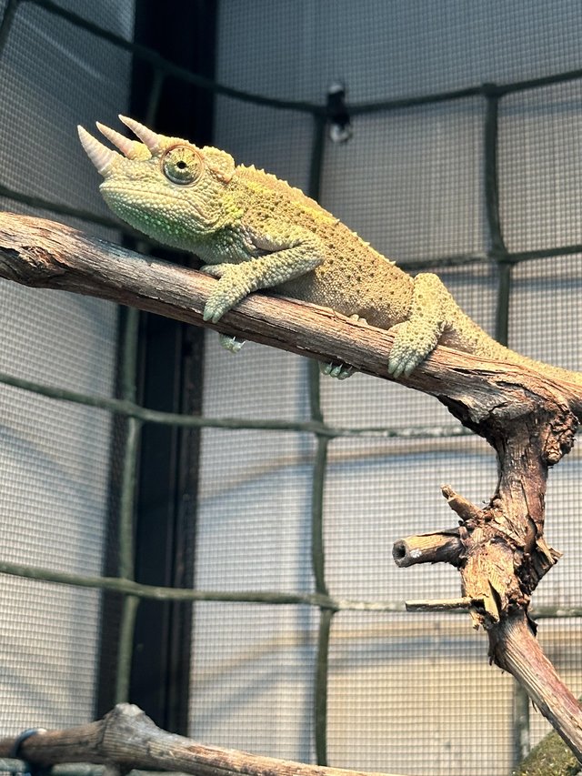 Preview of the first image of Young Male Jackson chameleon.