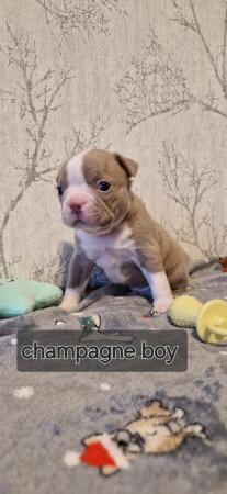 Image 8 of Kc registrated Boston terrier puppies