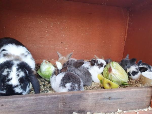 Image 7 of Baby mini lop rabbits for sale