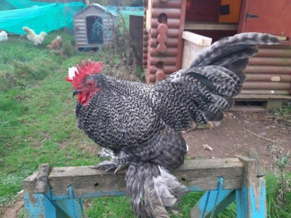 Image 1 of Exhibition show quality booted BANTAM Sabelpoot Cockerel