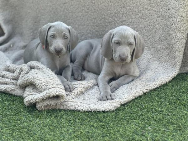 Image 6 of Weimaraner puppies - 2 left