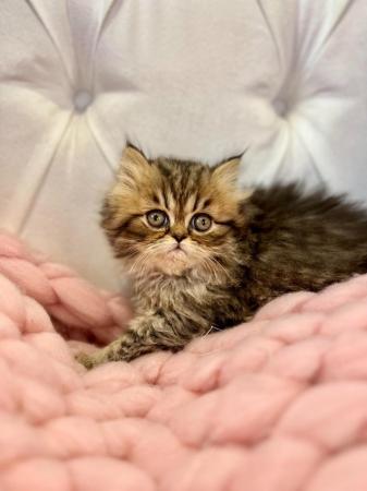 Image 10 of **Stunning 5 generation pedigree Persian kittens**