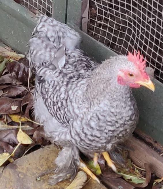 Preview of the first image of Young rooster for sale in West London.