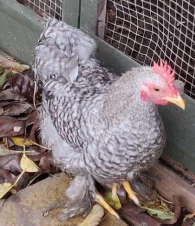 Image 1 of Young rooster for sale in West London