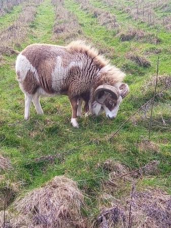 Image 1 of Registered Soay Ram 2yrs old
